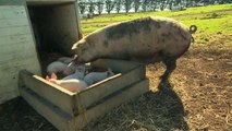 RSPCA Approved Farming – giving farm animals a better quality of life
