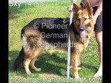 Large German Shepherds - Large German Shepherd breeder in PA
