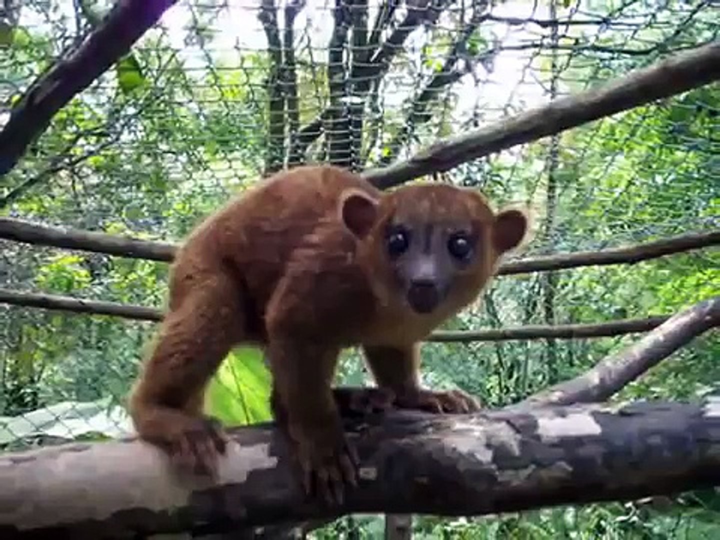 ⁣Wild Animal Rescue Center & Spanish institute Costa Rica