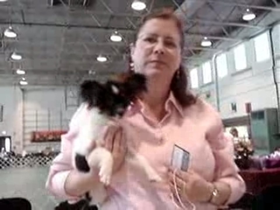 Papillion Dog Show - Natural Raw Diet