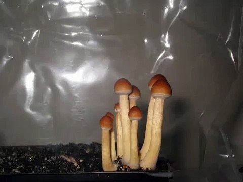 Psilocybe cubensis shrooms mushrooms Chitwan time lapse