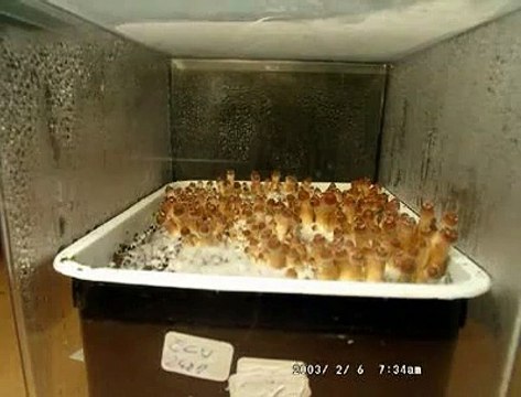 Psilocybe cubensis shrooms mushrooms Ecuador time lapse