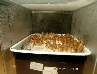 Psilocybe cubensis  shrooms mushrooms  "Ecuador" time lapse
