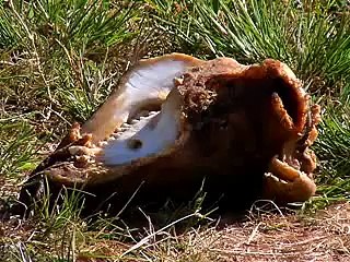 Jornal local: parquinho planaltina