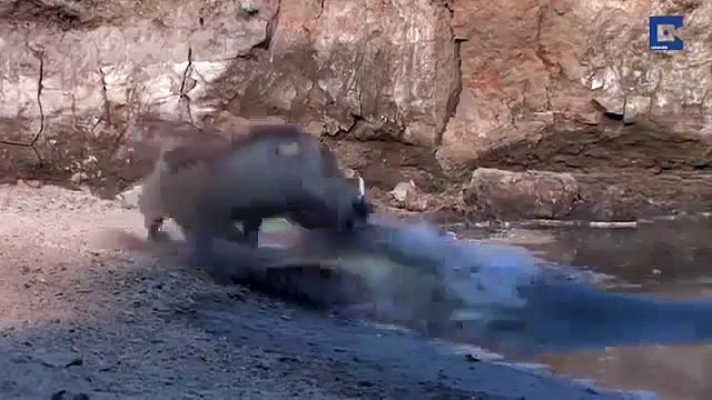 National Geographic Documentary Wild Animals attack National Geographic Animals 4