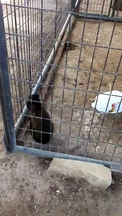 Scared Monkey