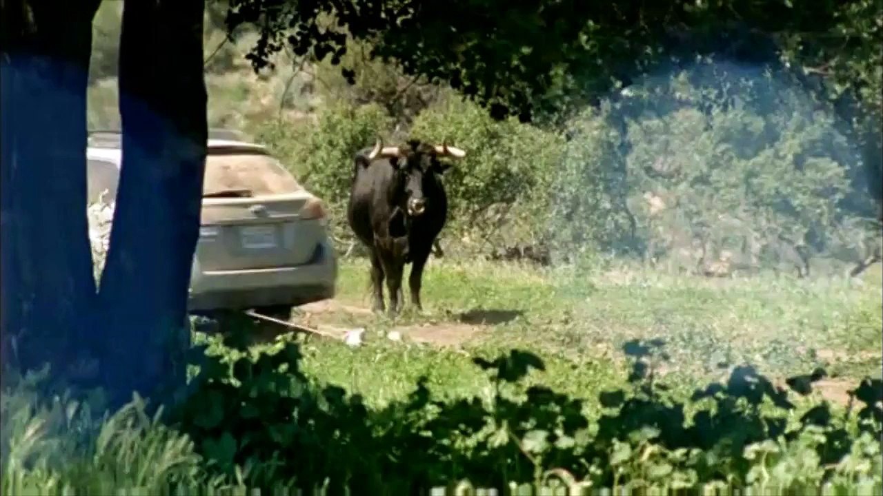 Subaru Honeymoon Commercial (Parody)