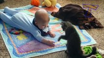 Cute cat & baby compilation - Cats are best babysitters and nannies
