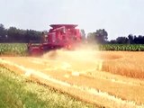 Case IH 2366 combines winter wheat in Illinois.