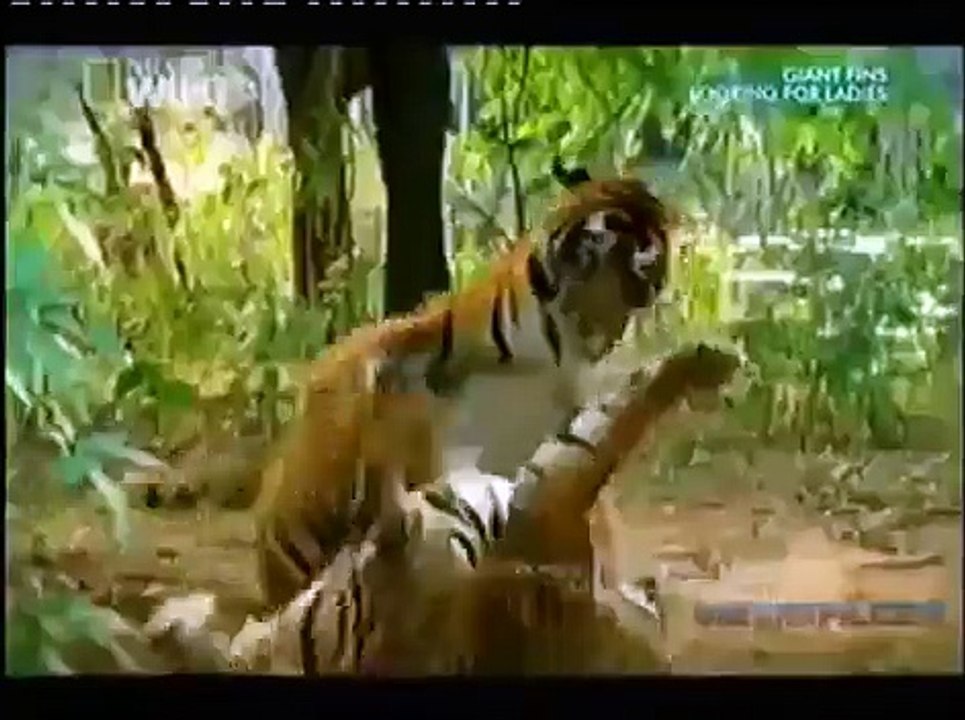 TVC Animal Fight Club NatGeo Wild