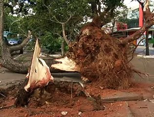 Jornal Local: vento ventania