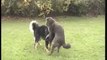 Gus and Ella making puppies-WARNING EXPLICIT-no puppies under 12 months old should watch this!