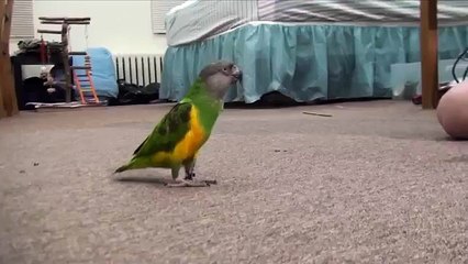 Kili Senegal Parrot - Dead Parrot or Just A Trick_