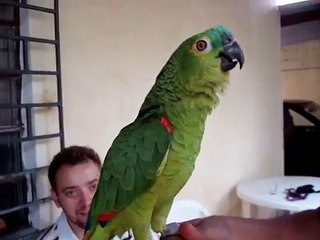 Parrot singing opera (original video)