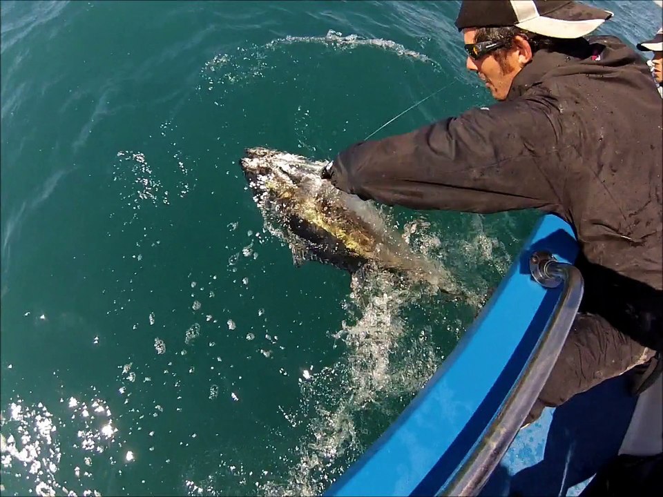 Blue fin tuna release