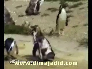 Funny Videos - Funny Cats - Funny Pranks - Funny Animals Videos 2015