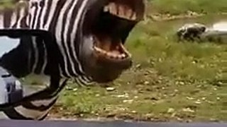 Zebra laughing