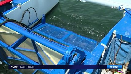 Côte d'Azur : attention aux méduses !
