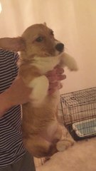 Puppy thinks she's swimming while being hair dried