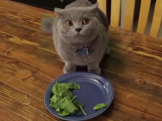 Невероятный кот