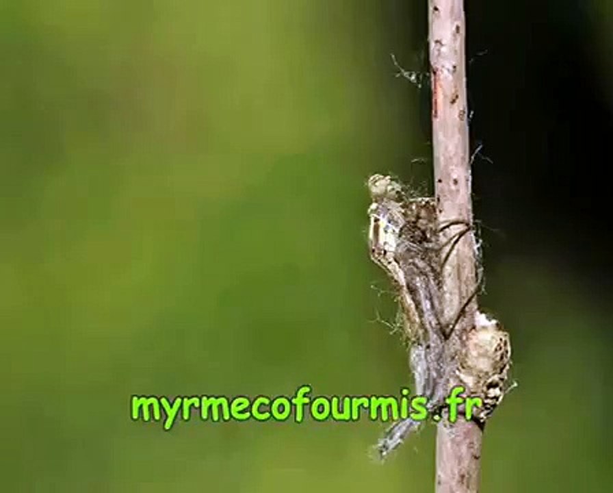 La métamorphose d'une libellule en accéléré !
