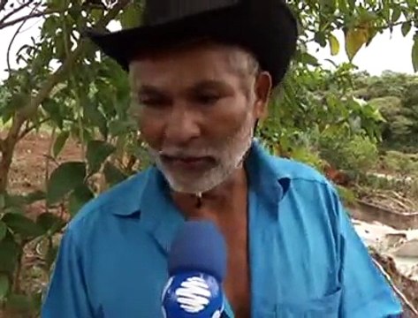 Jornal local: Ponte samambaia