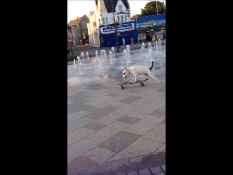 Staffordshire Bull Terrier is a skateboarding pro