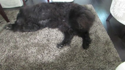 Giant Newfoundland dog reluctantly performs roll-over trick