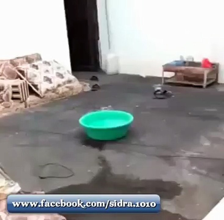 گرمی نے پاگل کردیا