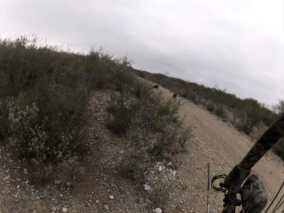 Caceria de Jabali con Arco, Lampazos NL