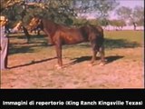 RDVideo - Mr San Peppy - Quarter Horse stallion (1968-1998)