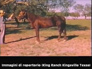 RDVideo - Mr San Peppy - Quarter Horse stallion (1968-1998)