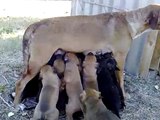 Una mamma adottiva molto generosa (latte per 24 cuccioli)