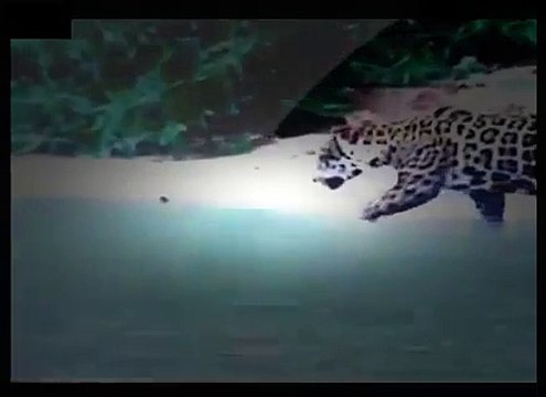 ʬ Dangerous Animals JAGUAR TAKES DOWN CAIMAN Discovery Animals Nature 360 MQ Discovery New