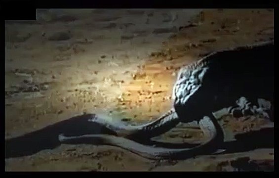 ʬ Dangerous Animals MONITOR LIZARD VS COBRA Animals Wildlife Nature 360 MQ Discovery News