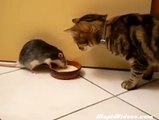 rat vs cat - szczur vs kot. szczur i kot