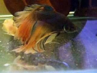 betta spawning