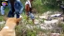 Man cuts open a giant snake and finds another giant snake in its belly