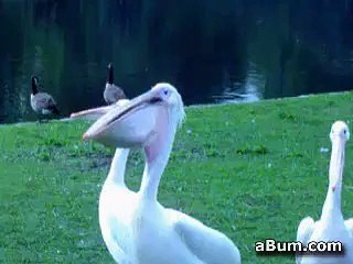 Pelican eats pigeon! - Courtesy of abum.com