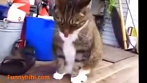 Funny Cat Videos | Cats Dancing To The Rhythm | Funny Naughty Cat | Funny Cat 2015