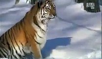 Amur tiger and leopard - both near extinction