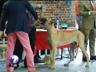 Más de 70 razas de perros compitieron en un campeonato internacional