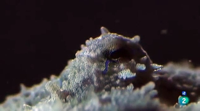 Pulpo venenoso. Pulpo de anillos azules.