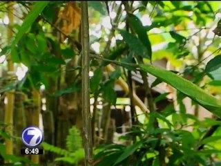 Los indígenas Bribris conservan una de las religiones más antiguas del país