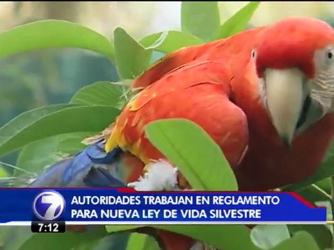 Escasez de recursos frena al SINAC tras aprobación de ley de vida silvestre