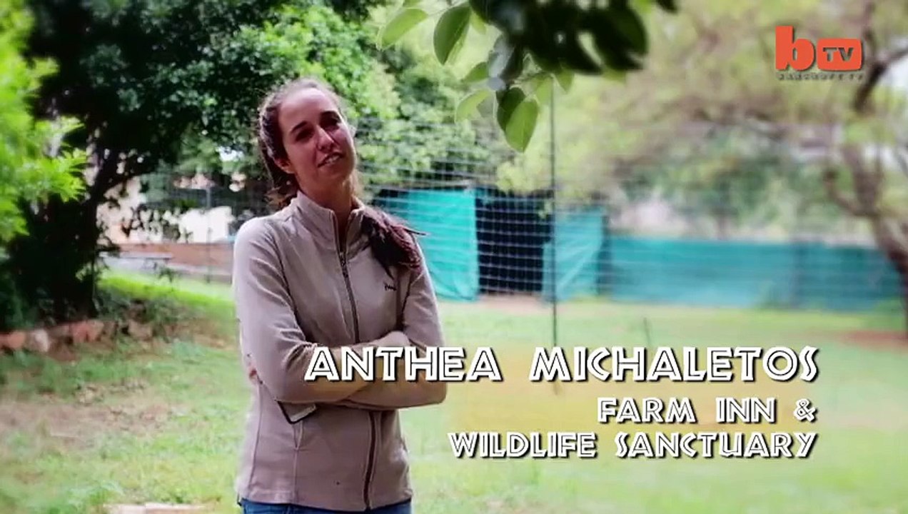 Baby Tiger And Dog Are Best Friends Ever