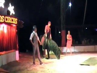 Zippos Circus 2011
