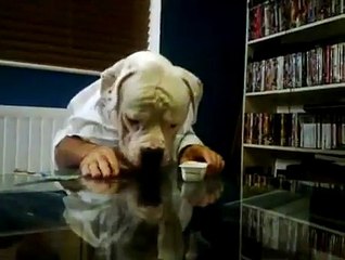 Dog Is Eating Lunch With His Hands