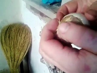 Вылупление из яйца индюшонка