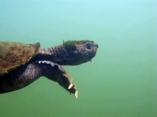 The Mary River Turtle: rare footage of a special reptile